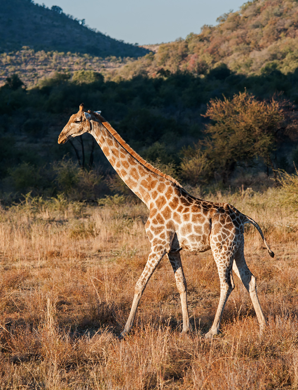 Pilanesberg National Park Giraffe Walk